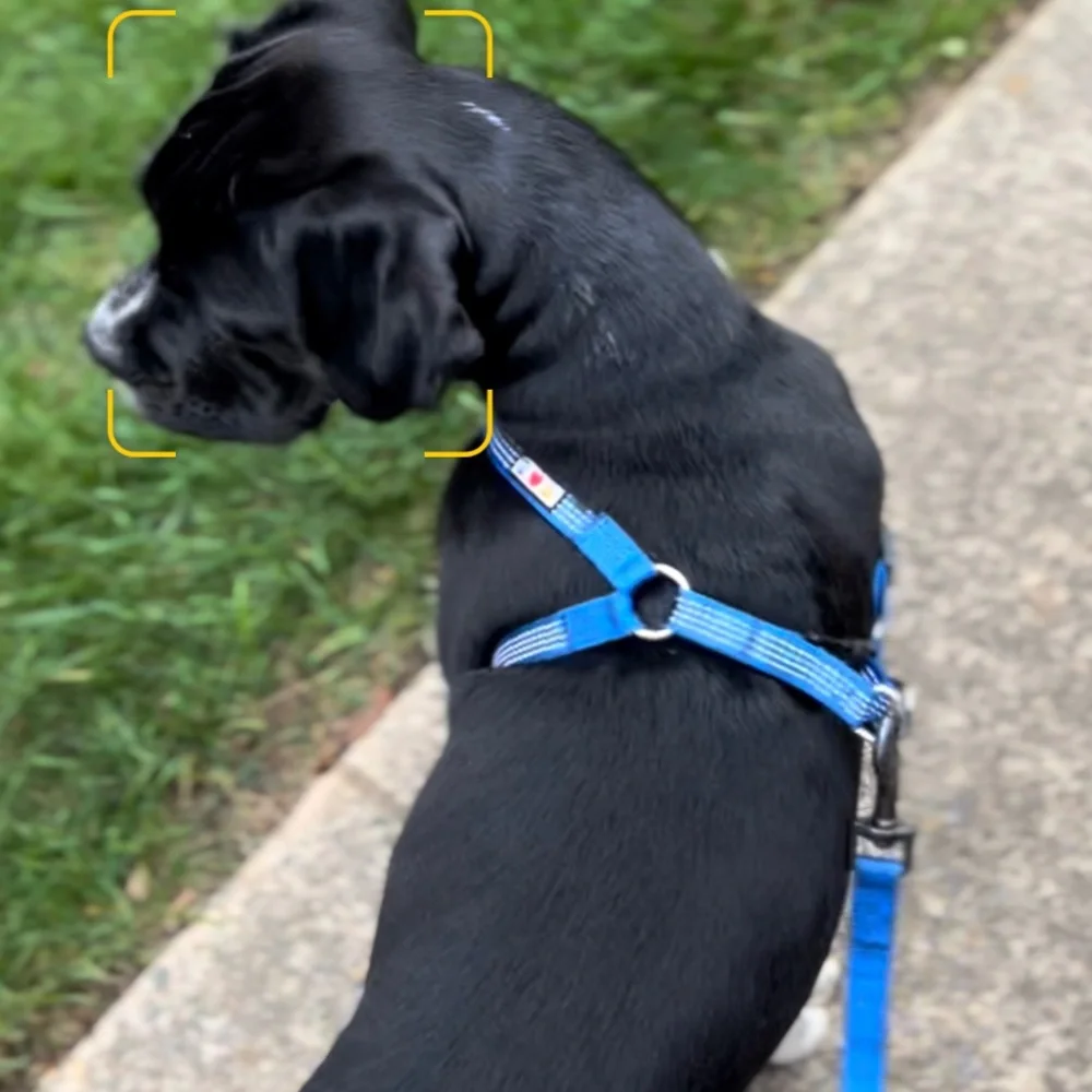 Pawitas 6 ft Puppy or Dog Leash & Reflective Harness, Blue, Size Small